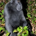 monkey_macaques_black_tangkoko_v_0013_sul1185.jpg